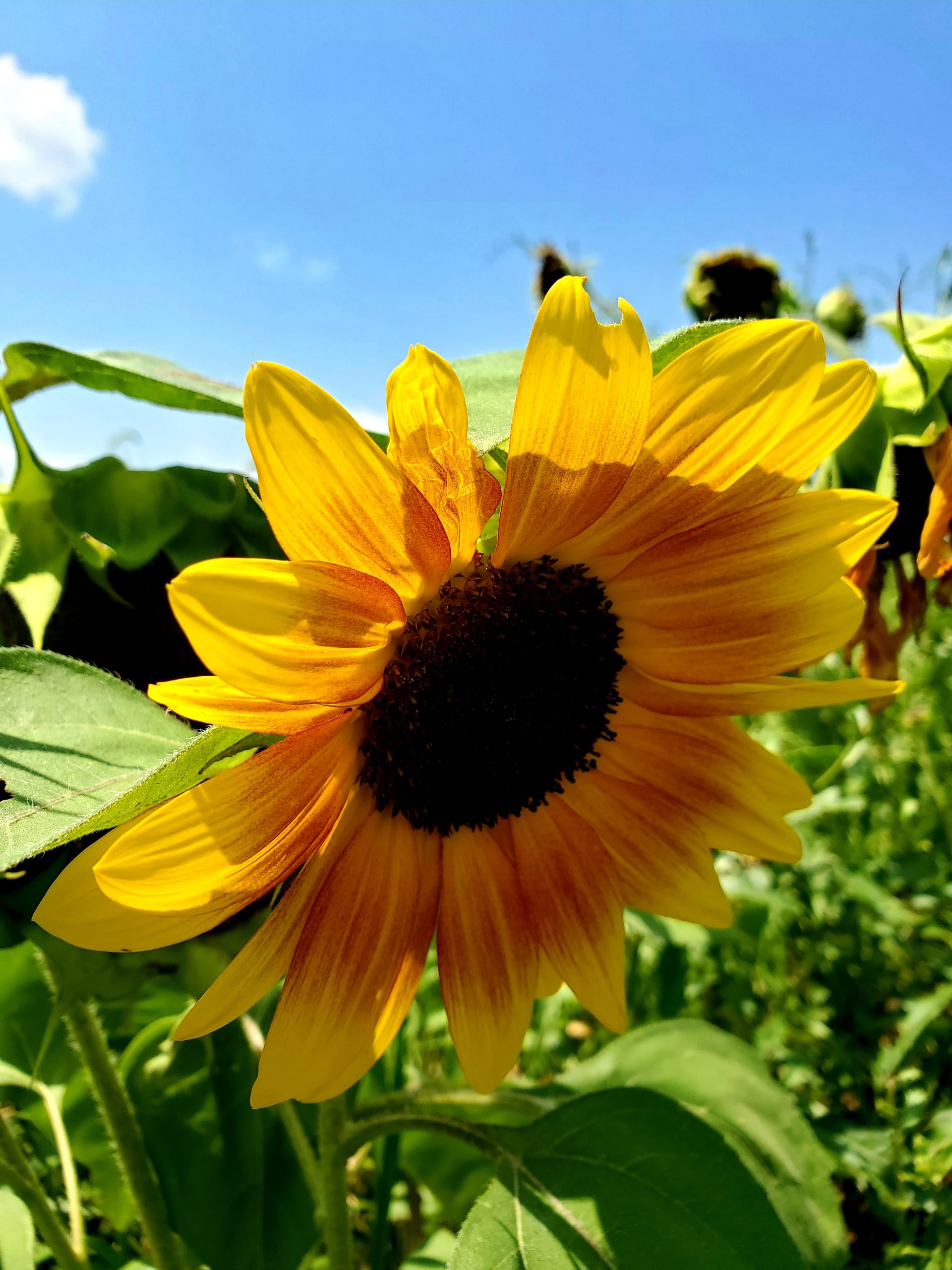 The Second Annual Clarksville Sunflower Festival Attracts Locals and